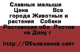 Славные малыши! › Цена ­ 10 000 - Все города Животные и растения » Собаки   . Ростовская обл.,Ростов-на-Дону г.